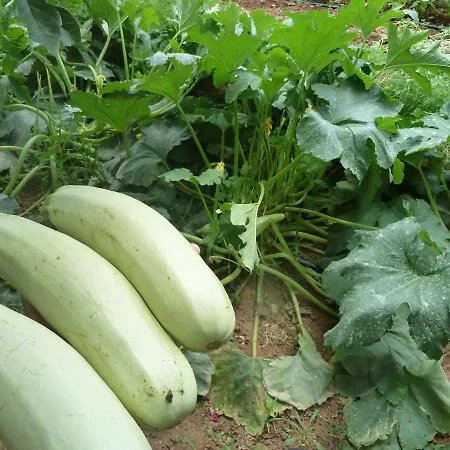 Apartman Ivan-experience 2 Bedrooms Ljubuški