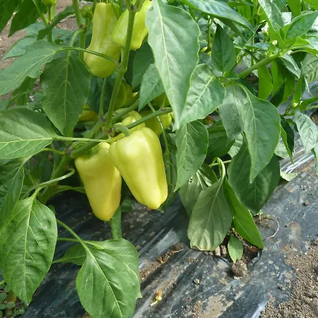 Ivan-experience 2 Bedrooms